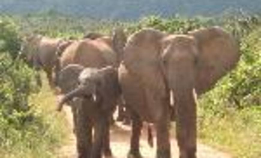 Travellers Mwaluganje Elephant Camp Campground