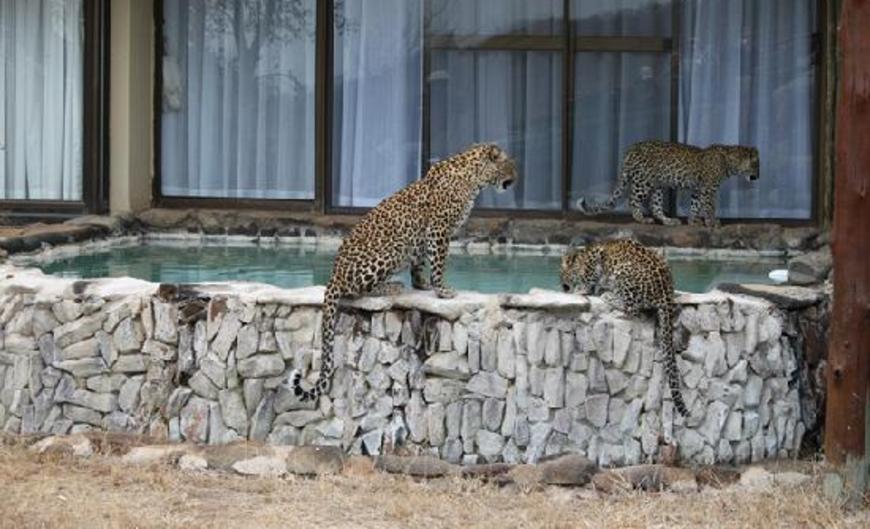 Leopard Hills Private Game Reserve Lodge